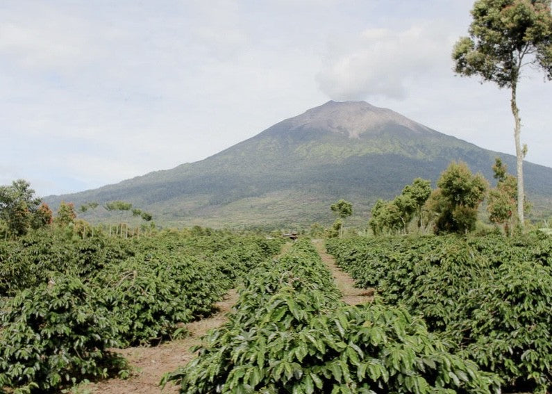Single Origin Specialty Indonesia Coffee Sumarta Mandhelling